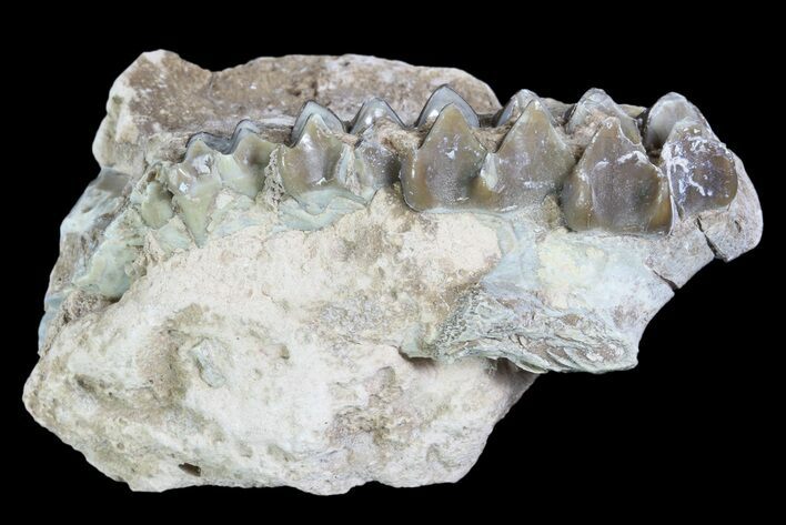 Oreodont Jaw Section With Teeth - South Dakota #82184